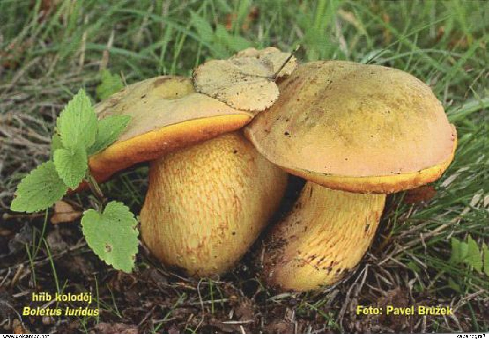 Boletus Luridis, Mushrooms, MK Choceň, Czech Rep., 90 X 60 Mm, 2018 - Formato Piccolo : 2001-...