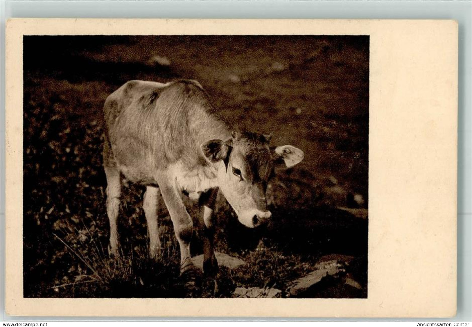 39419805 - Kalb - Vacas