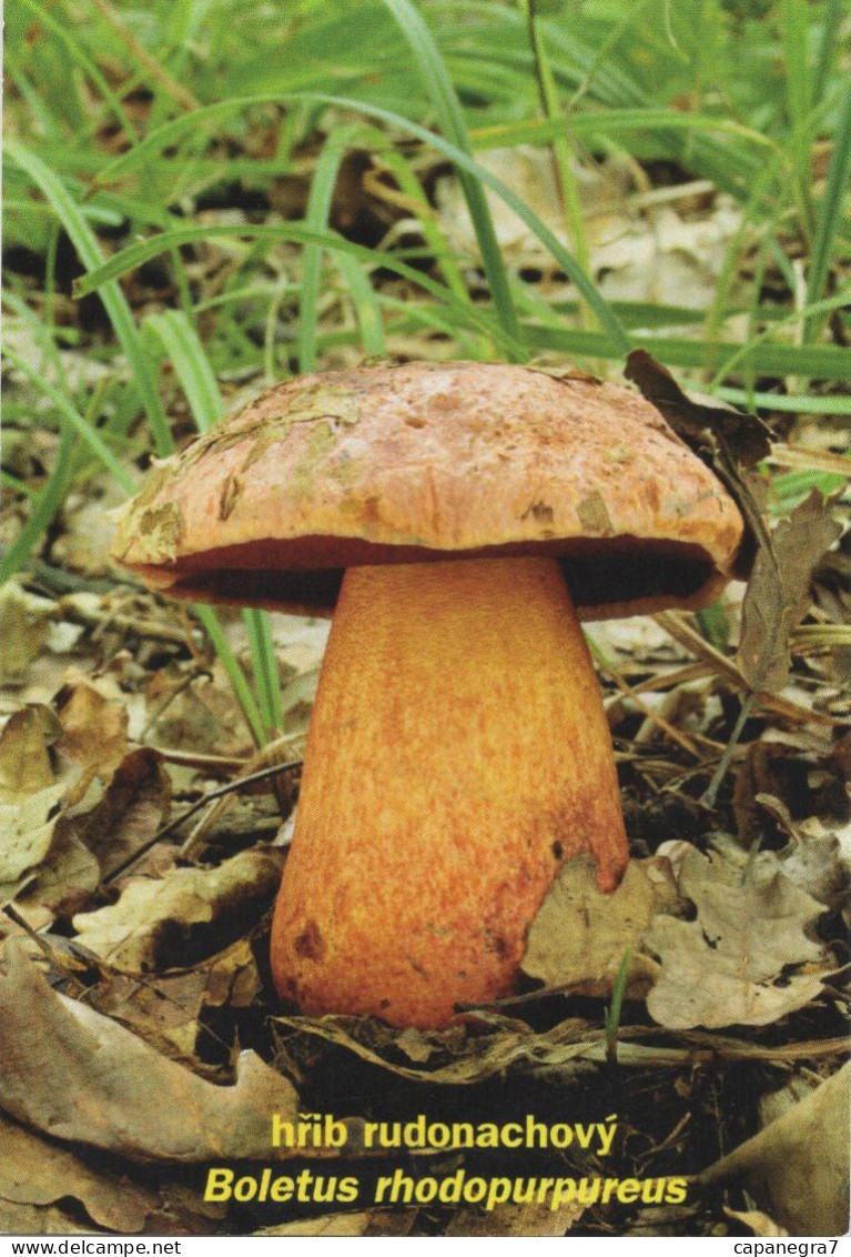 Boletus Rhodopurpureus, Mushrooms, MK Choceň, Czech Rep., 60 X 90 Mm,  2018 - Petit Format : 2001-...