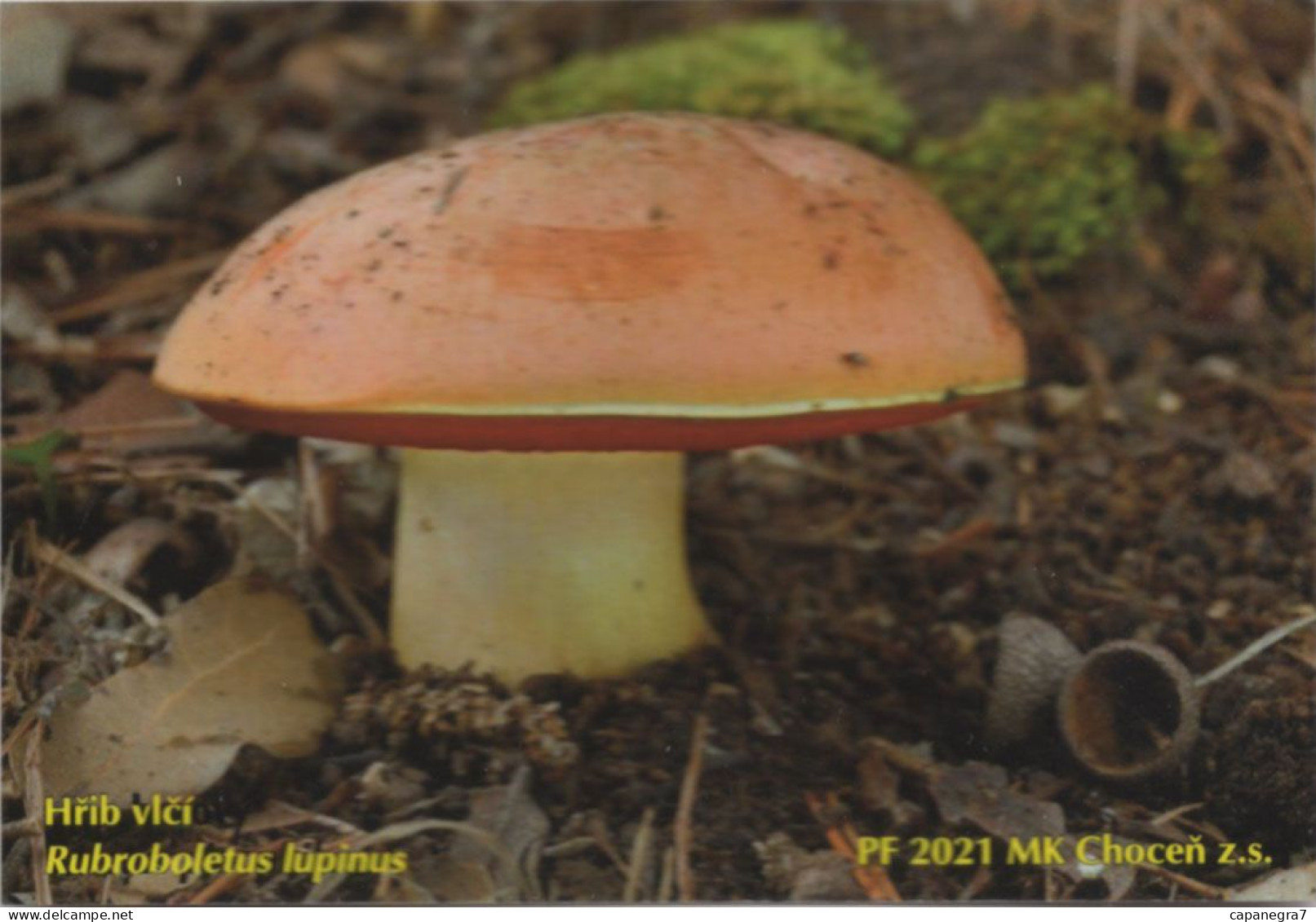 Boletus Lupinus, Mushrooms, MK Choceň, Czech Rep., 90 X 60 Mm,  2021 - Formato Piccolo : 2001-...