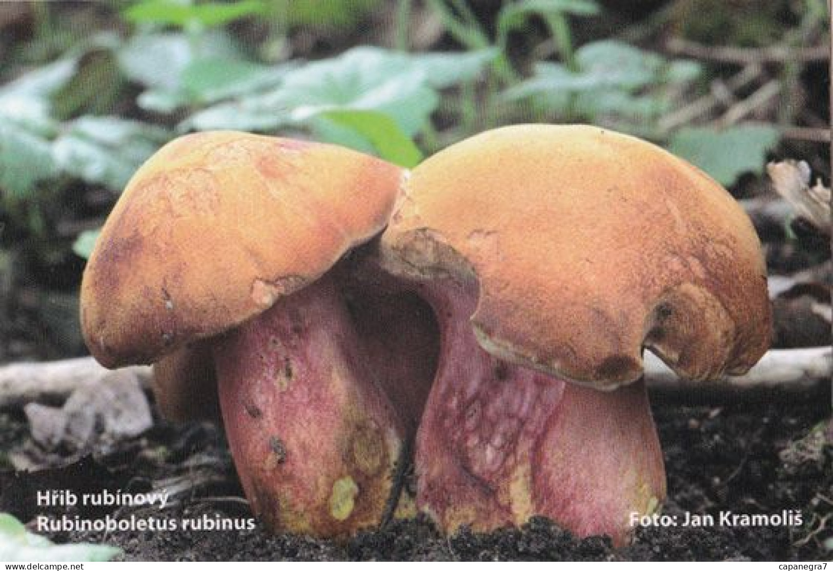 Rubinoboletus Rubinus, Mushrooms, MK Choceň, Czech Rep., 90 X 60 Mm, 2013 - Small : 2001-...