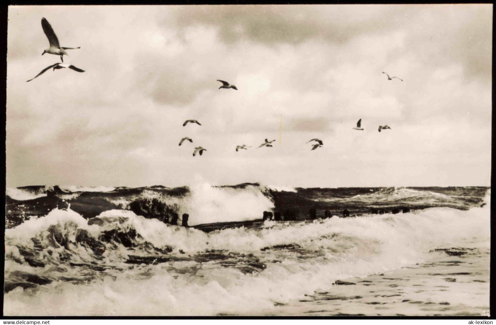 Ansichtskarte St. Peter-Ording Brandung - Möwen 1959 - Autres & Non Classés