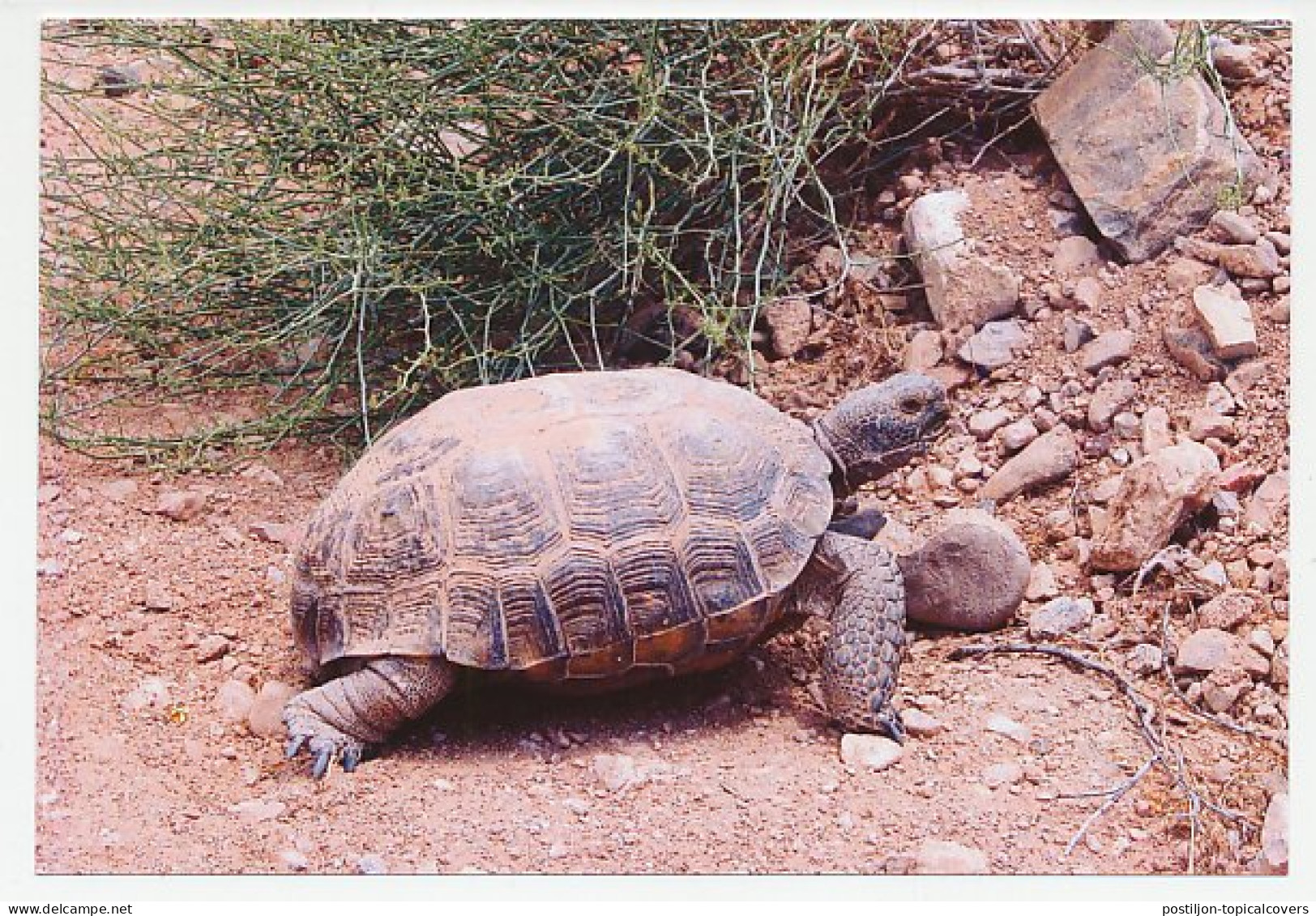 Postal Stationery China 2006 Turtle - Tortoise - Andere & Zonder Classificatie