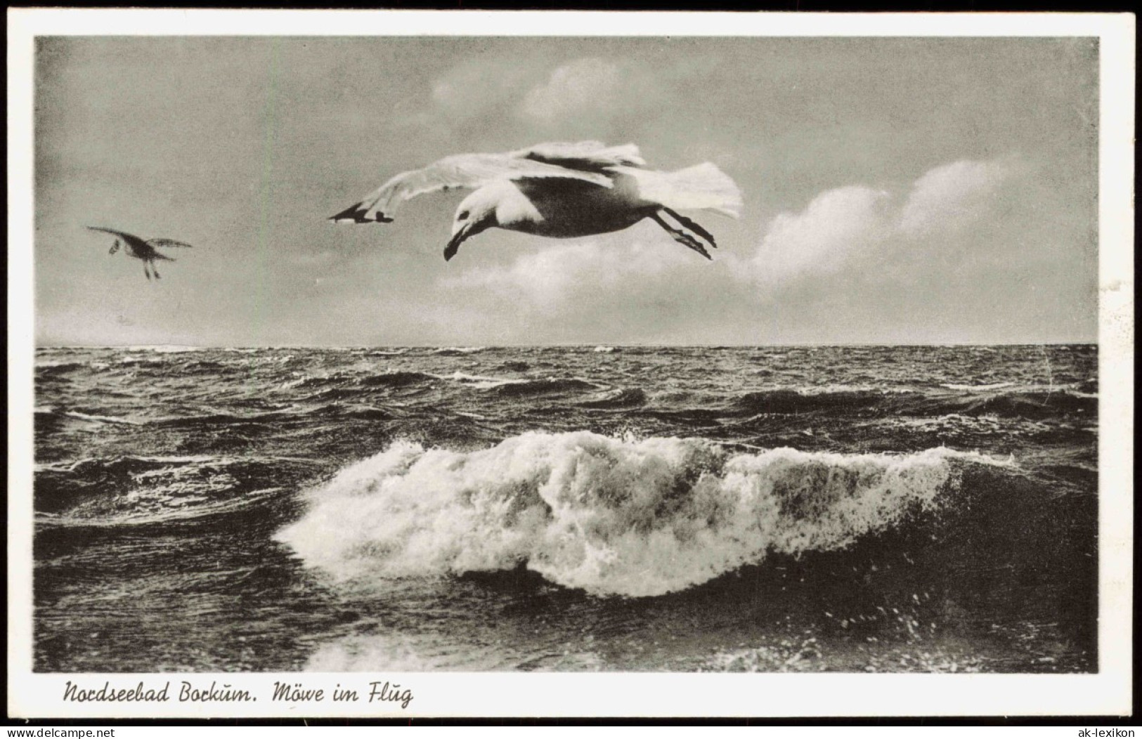 Ansichtskarte Borkum Nordseebad. Möwe Im Flug 1956 - Borkum