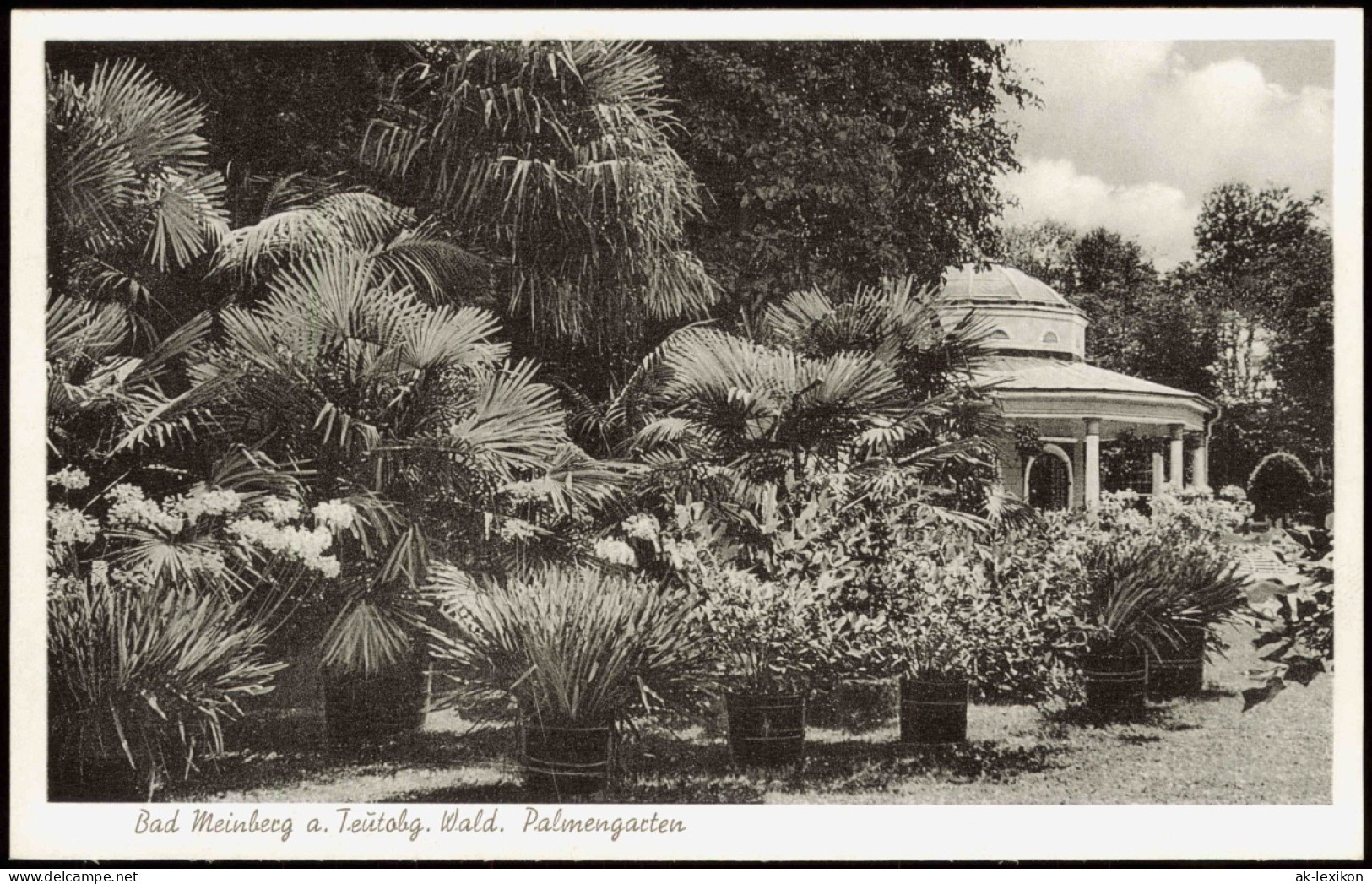 Ansichtskarte Horn-Bad Meinberg Teutoburger Wald. Palmengarten 1953 - Other & Unclassified