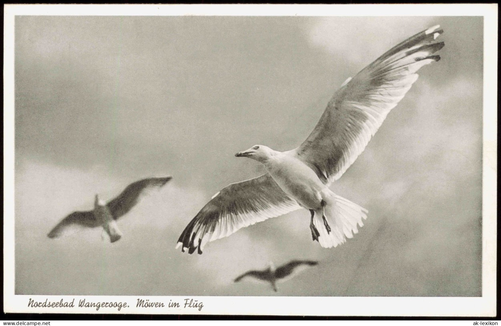 Ansichtskarte Wangerooge Nordseebad. Möwen Im Flug 1956 - Wangerooge