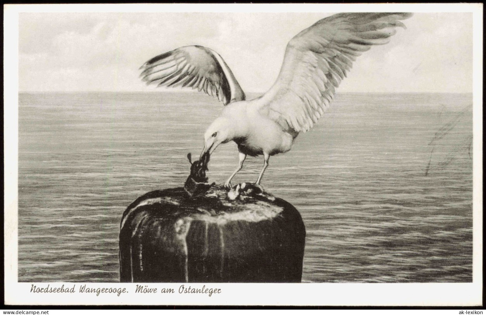 Ansichtskarte Wangerooge Meer / Strand Nordseebad Möwe Am Ostanleger 1957 - Wangerooge