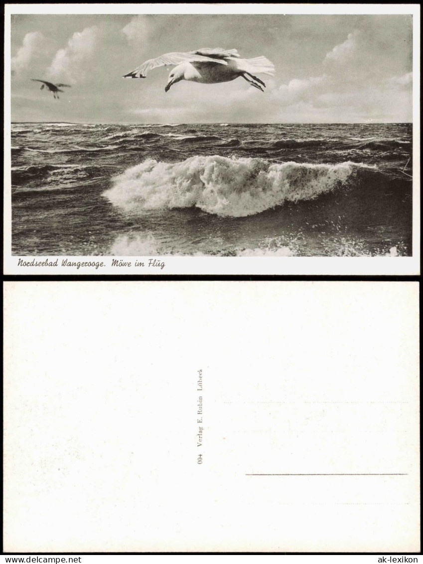 Ansichtskarte Wangerooge Meer / Strand Möwe über Den Wellen 1956 - Wangerooge
