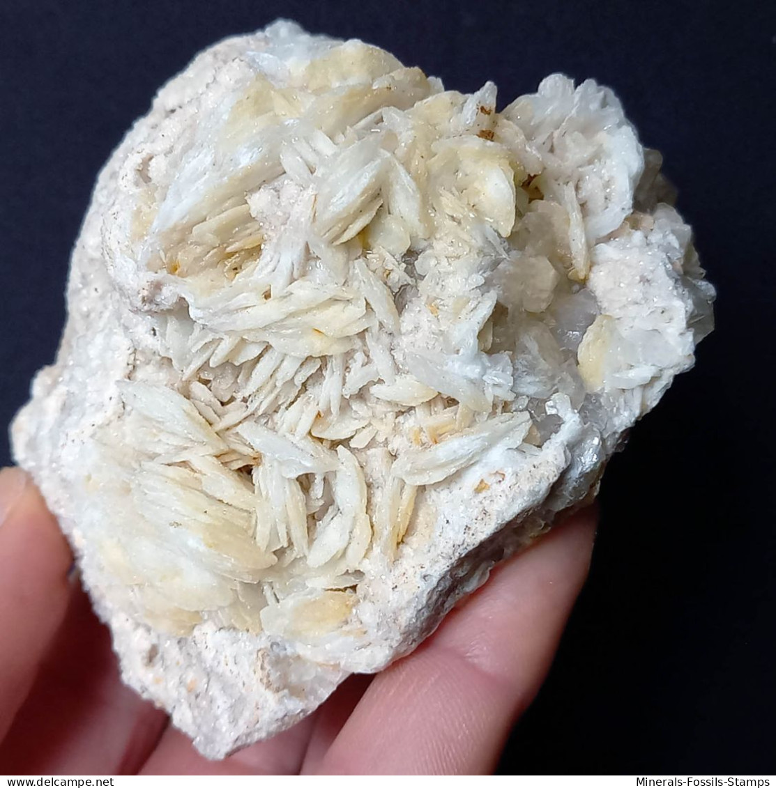 #B50 Schöne BARYT Lamellenkristalle (Barega-Mine, Iglesias, Iglesias-Carbonia, Sardinien, Italien) - Minerales