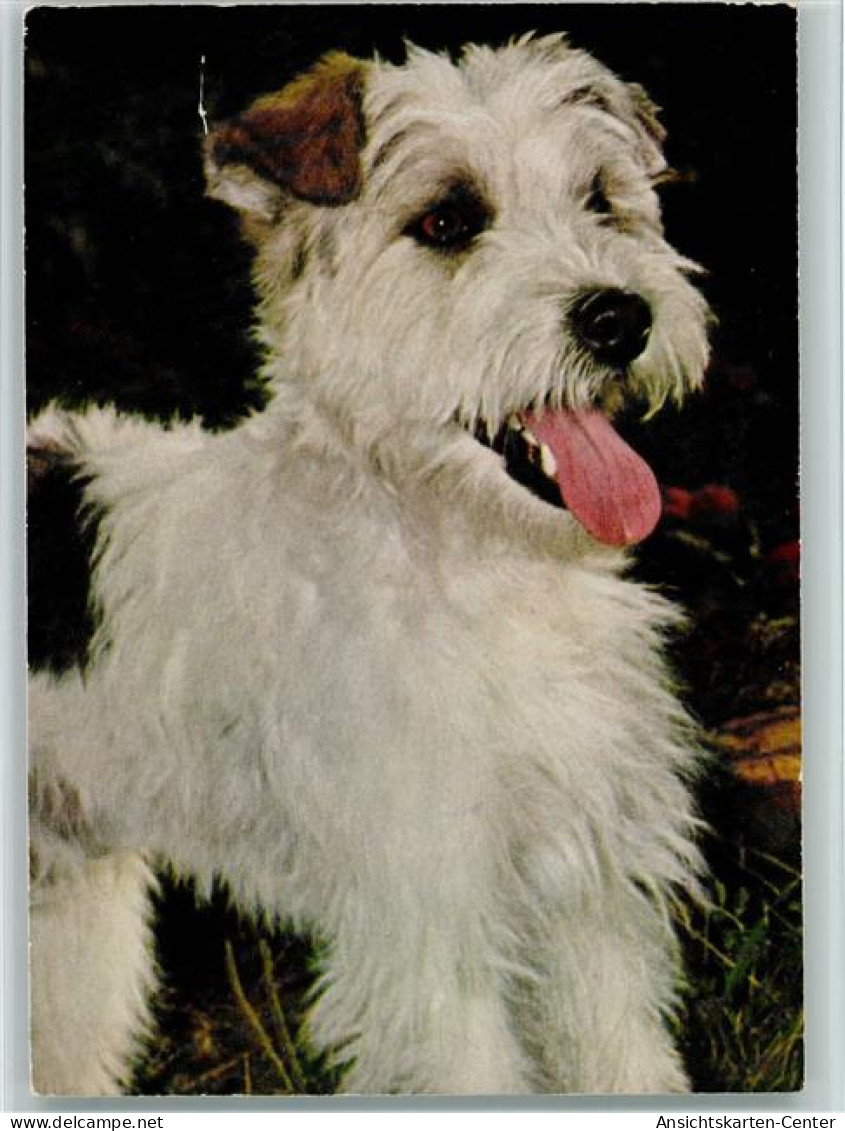 12093505 - Foxterrier Popp Karte FF317 - Chiens