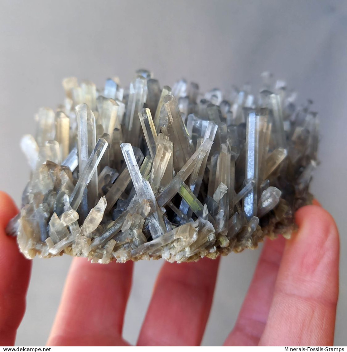 #E51 - Schöne GIPS Kristallen (Rosignano Solvay, Livorno, Toskana, Italien) - Minerales