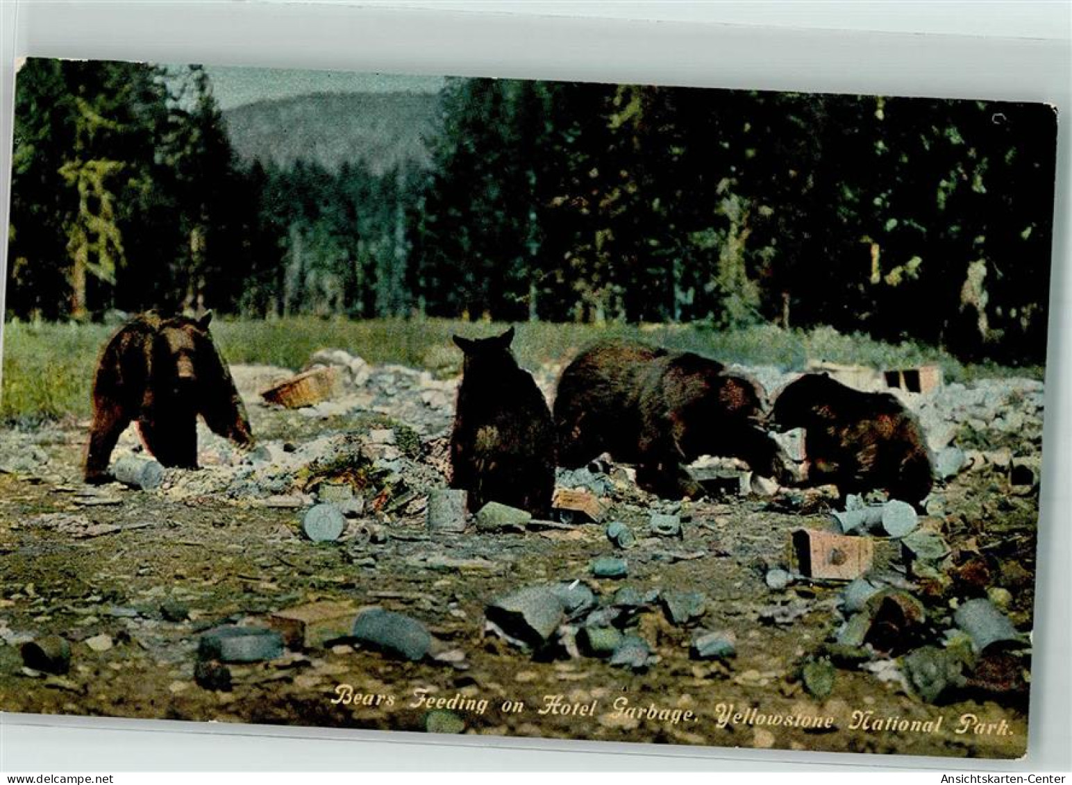 39172005 - Yellostone National Park , Bears Feeding On Hotel Garbage. - Ours