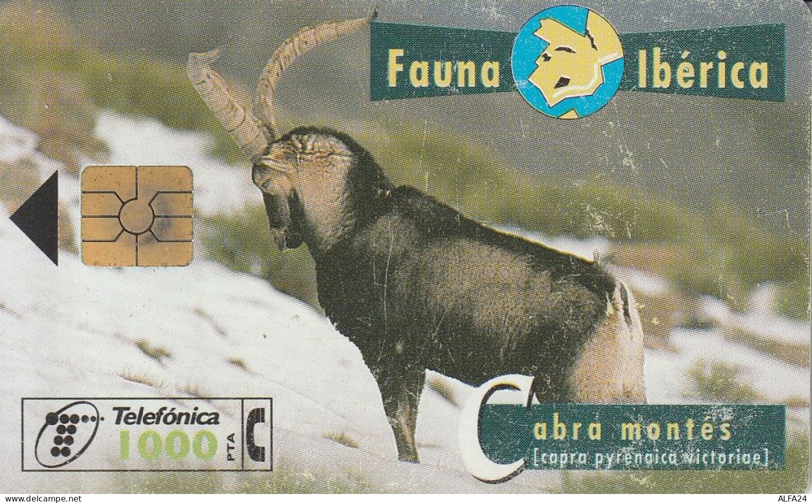 PHONE CARD SPAGNA FAUNA IBERICA (CZ1942 - Basisuitgaven