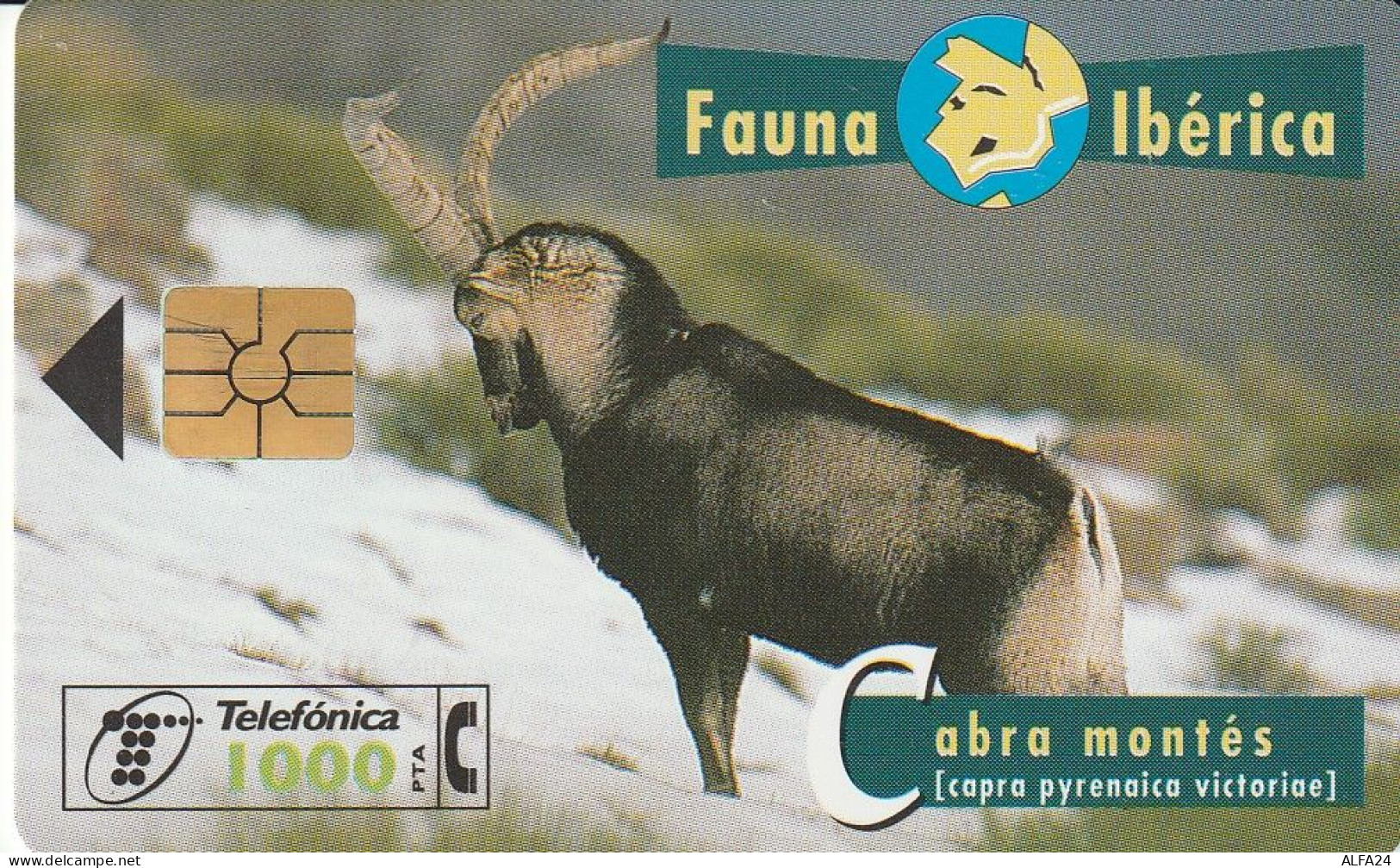PHONE CARD SPAGNA FAUNA IBERICA (CZ1919 - Basisuitgaven