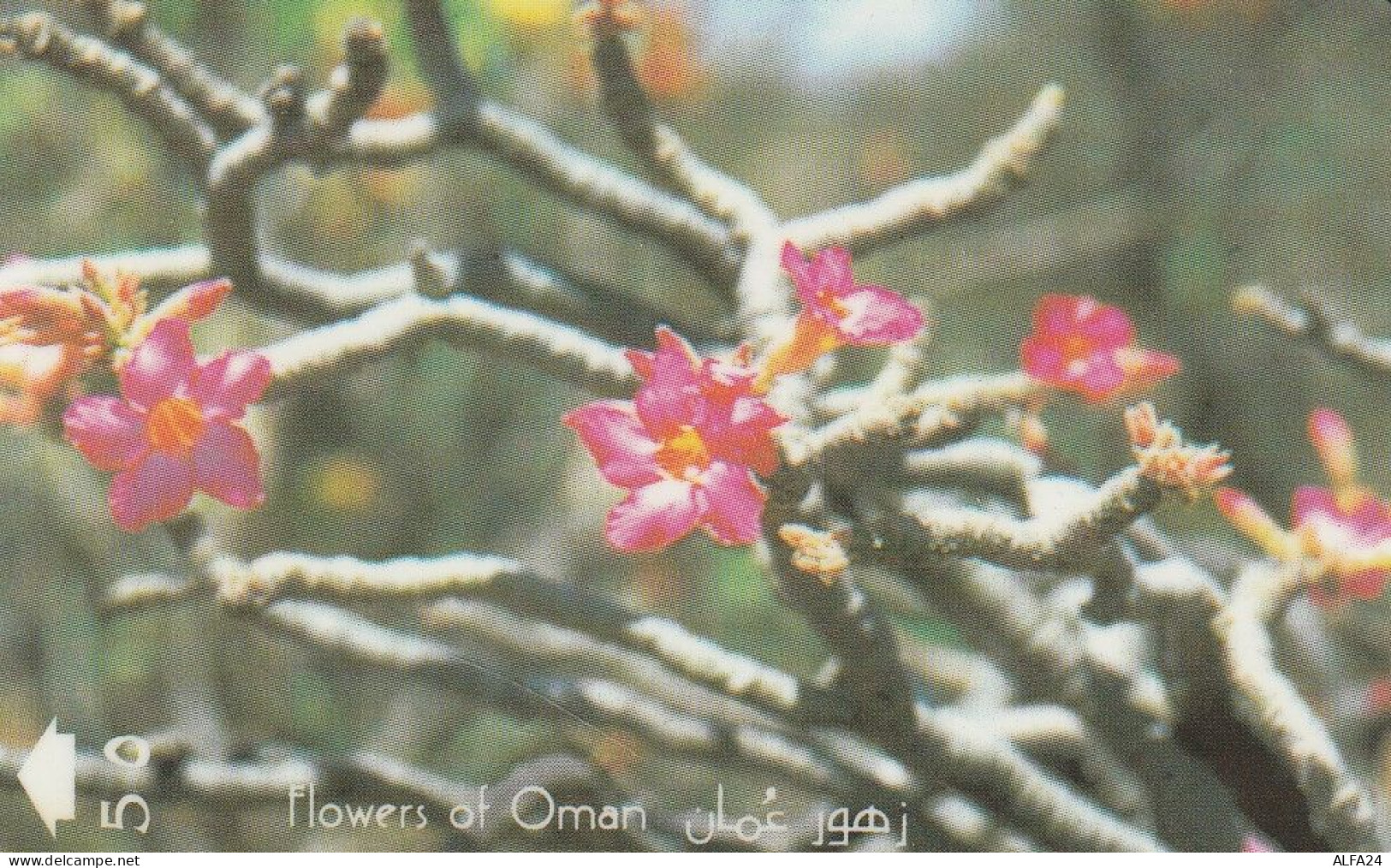 PHONE CARD OMAN  (CZ1910 - Oman