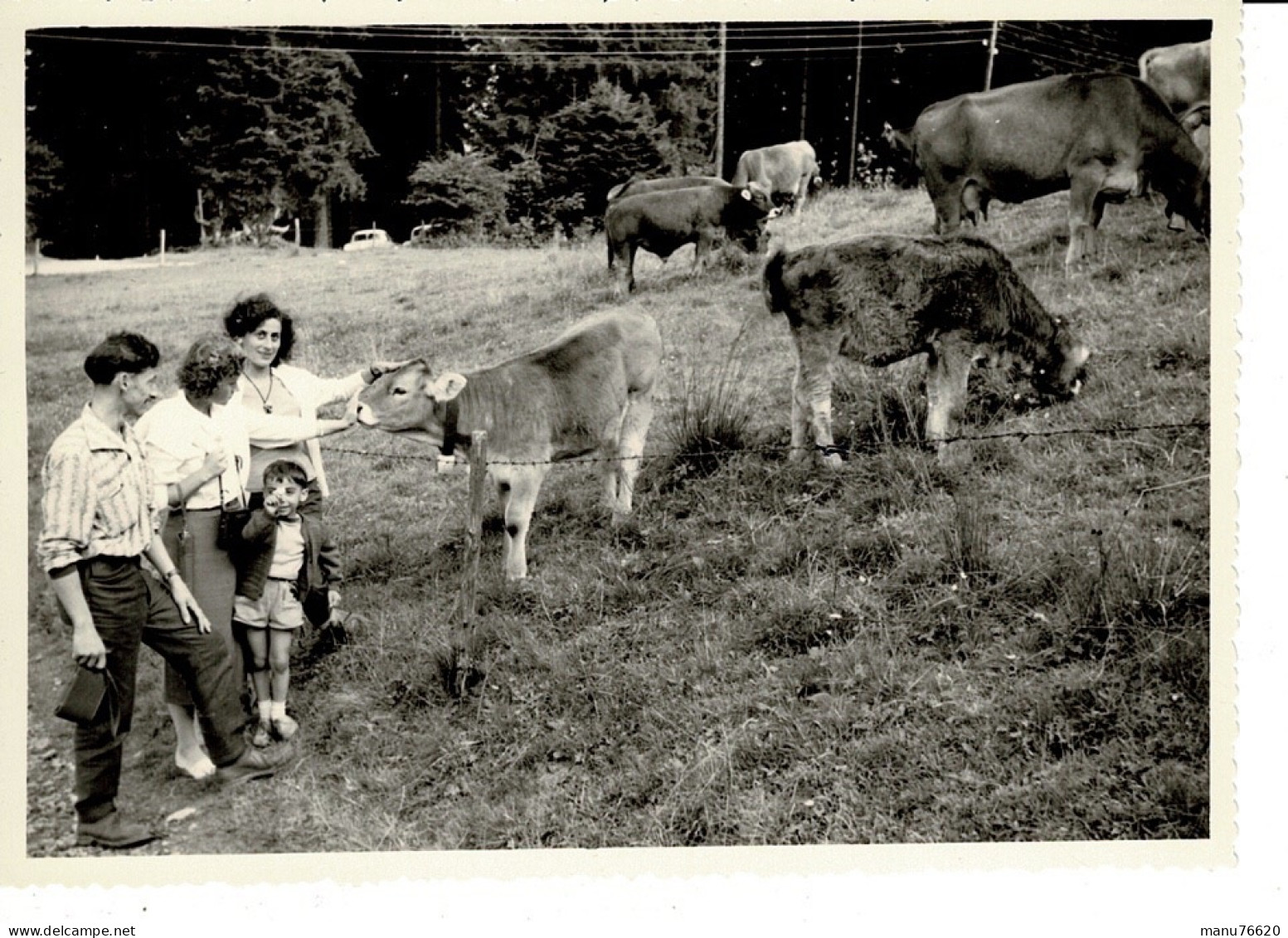 Ref 1 - Photo + Négatif  : Personnes Et Des Vaches Aux Environs De Brégenz - Autriche  . - Europa