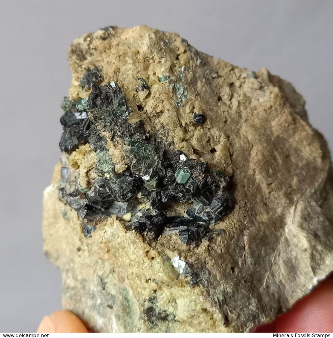 #N96 Seltene XANTHOPHYLLIT Clintonit XX (Lago Della Vacca, Breno, Brescia, Lombardei, Italien) - Minerales