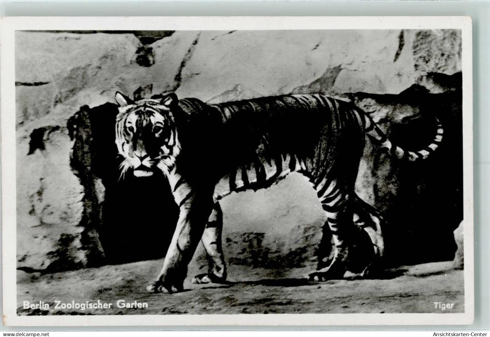 10268605 - Zoo Berlin Tiger - Autres & Non Classés