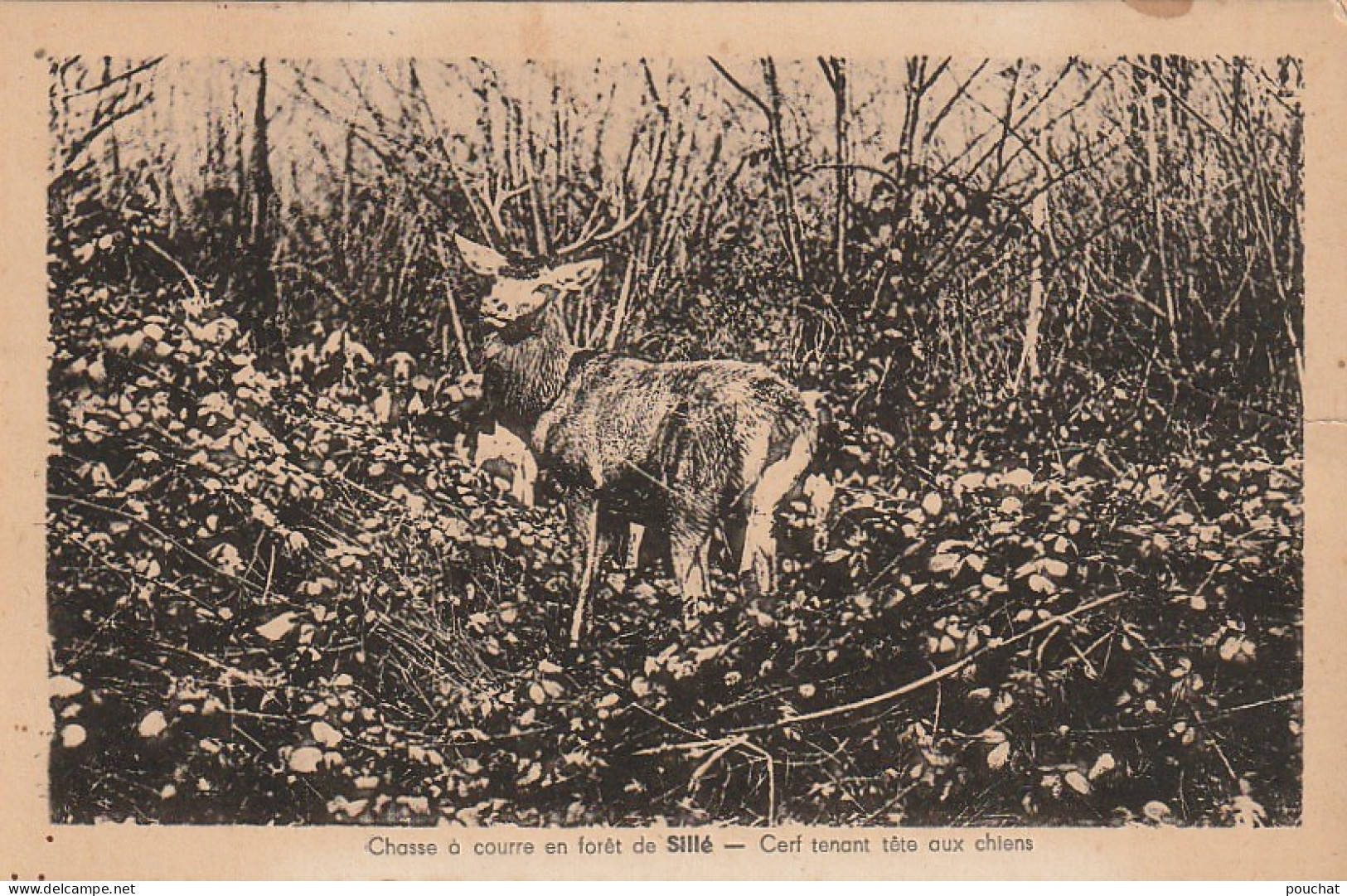 IN 15 - (72)  CHASSE A COURRE EN FORET DE SILLE - CERF TENANT TETE AUX CHIENS  - 2 SCANS  - Sille Le Guillaume