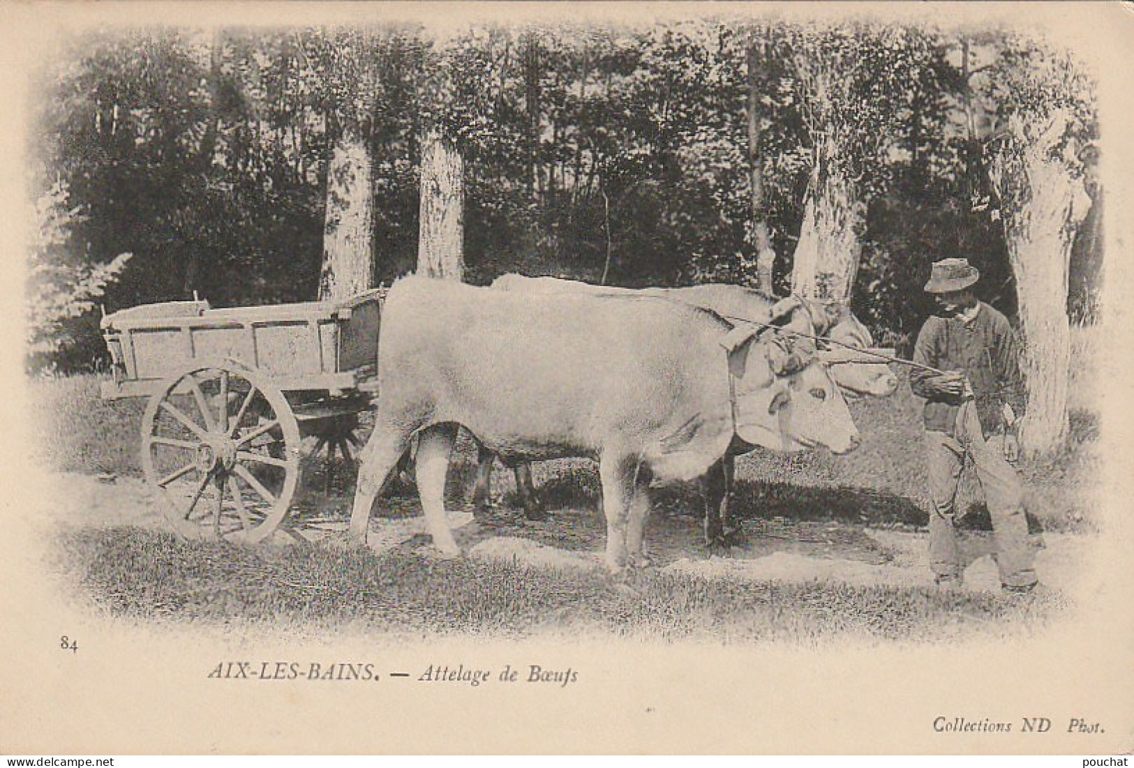 IN 19 - (73)  AIX LES BAINS  -  ATTELAGE DE BOEUFS -  PAYSAN  - 2 SCANS  - Aix Les Bains