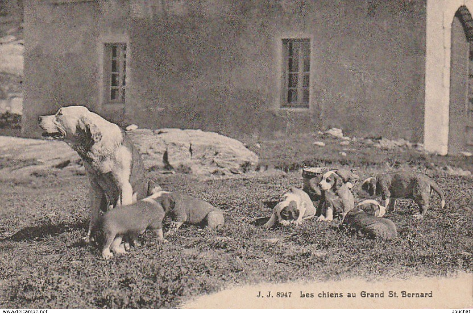 IN 19 -(73) LES CHIENS AU GRAND SAINT BERNARD - PORTEE DE CHIOTS - 2 SCANS - Hunde