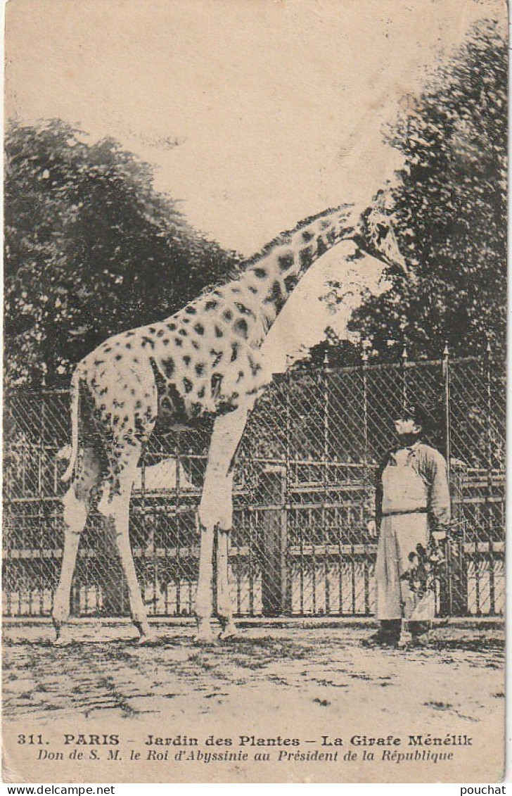 JA 4- (75) PARIS - JARDIN DES PLANTES - LA GIRAFE MENELIK , DON DU ROI D'ABYSSINIE - SOIGNEUR - 2 SCANS  - Parcs, Jardins