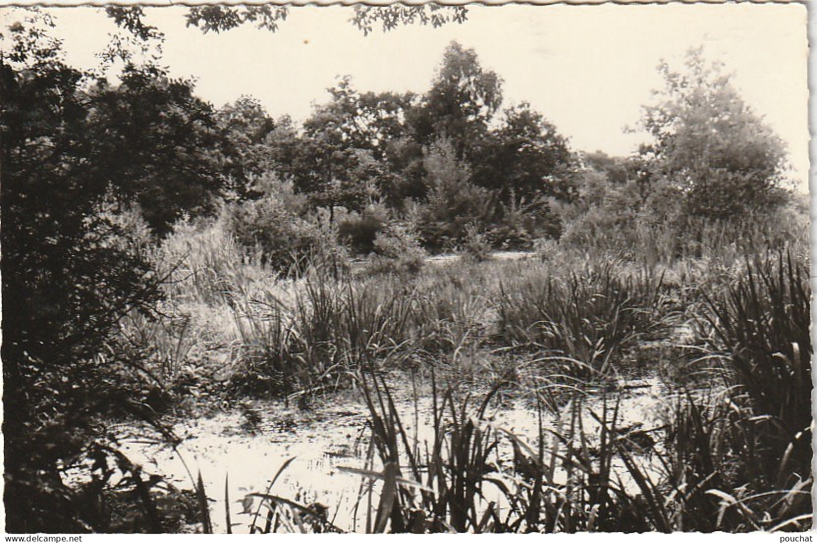 JA 13 -(77) MARLOTTE - LA MARE AUX FEES - 2 SCANS  - Autres & Non Classés