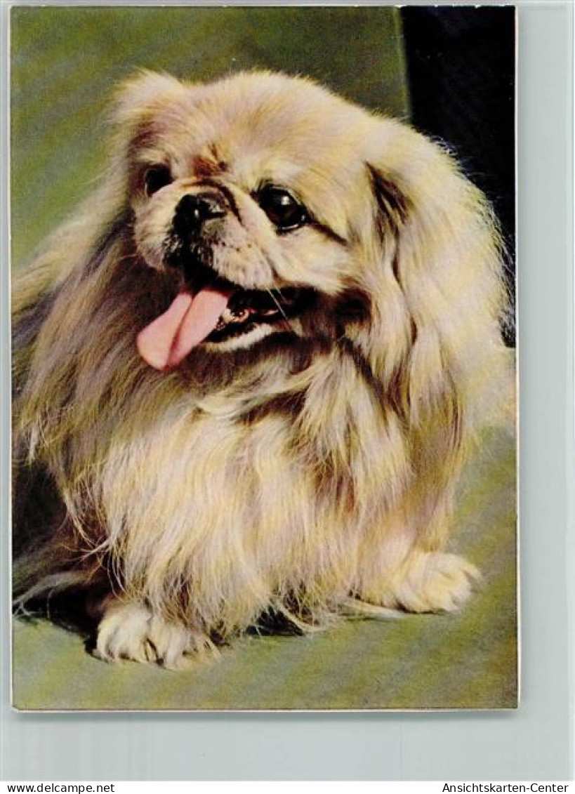 12093705 - Pekinese Popp Karte Nr. FF349 AK - Hunde