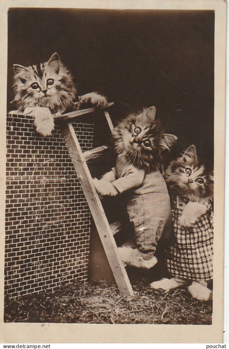 JA 26 - TRIO DE CHATONS HABILLES ESCALADANT UN MURET AVEC UNE ECHELLE - 2 SCANS - Katzen