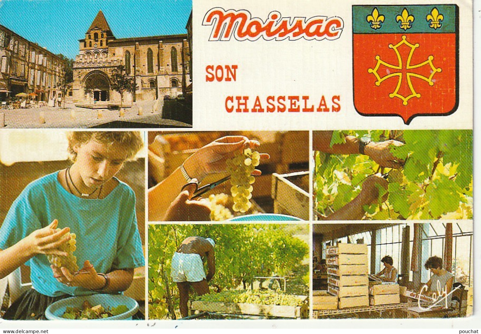 KO 18-(82)  MOISSAC , SON CHASSELAS - CARTE MULTIVUES COULEURS : CUEILLETTE DU RAISIN - CONDITIONNEMENT  - 2 SCANS - Moissac