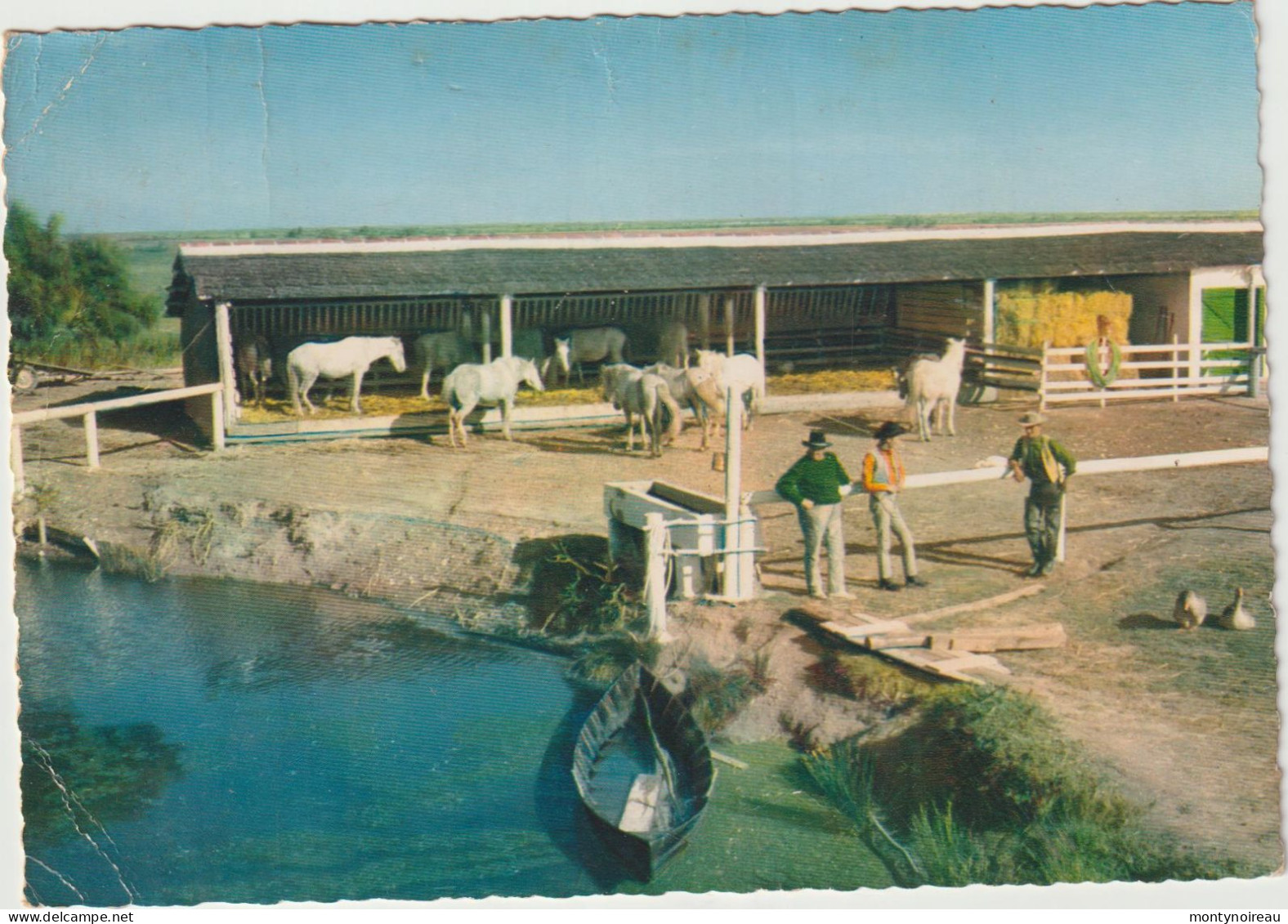 Bouches  Du   Rhône :  LA  CAMARGUE  : Cheval , Gardians, Chevaux  1963 - Otros & Sin Clasificación