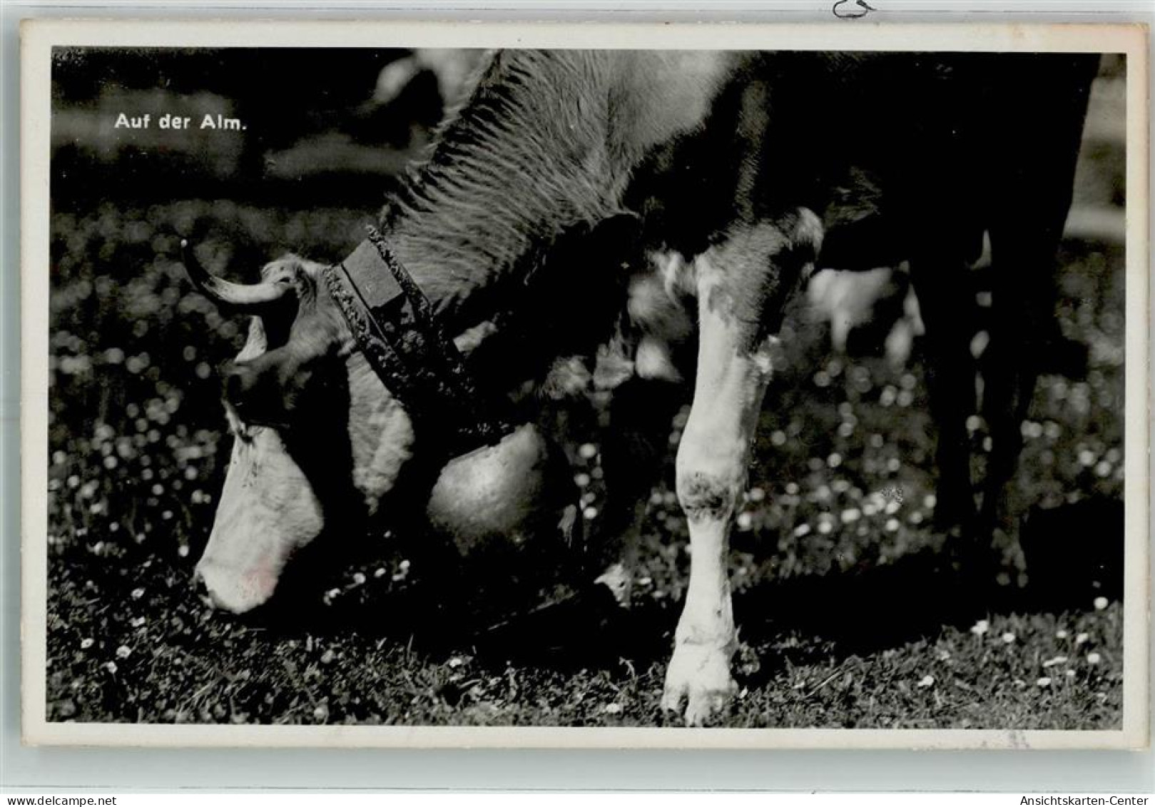 39740006 - Auf Der Alm - Cows