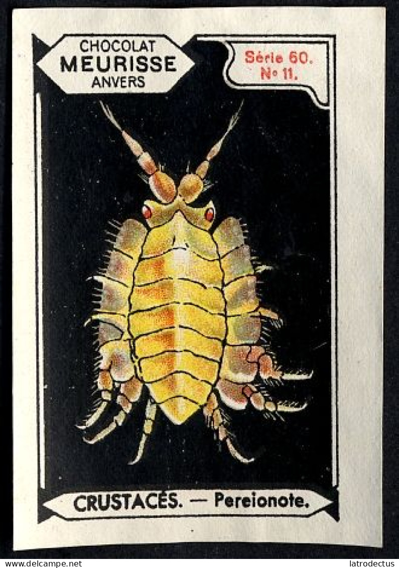 Meurisse - Ca 1930 - 60 - Crustacés, Shellfish - 11 - Pereionote - Autres & Non Classés