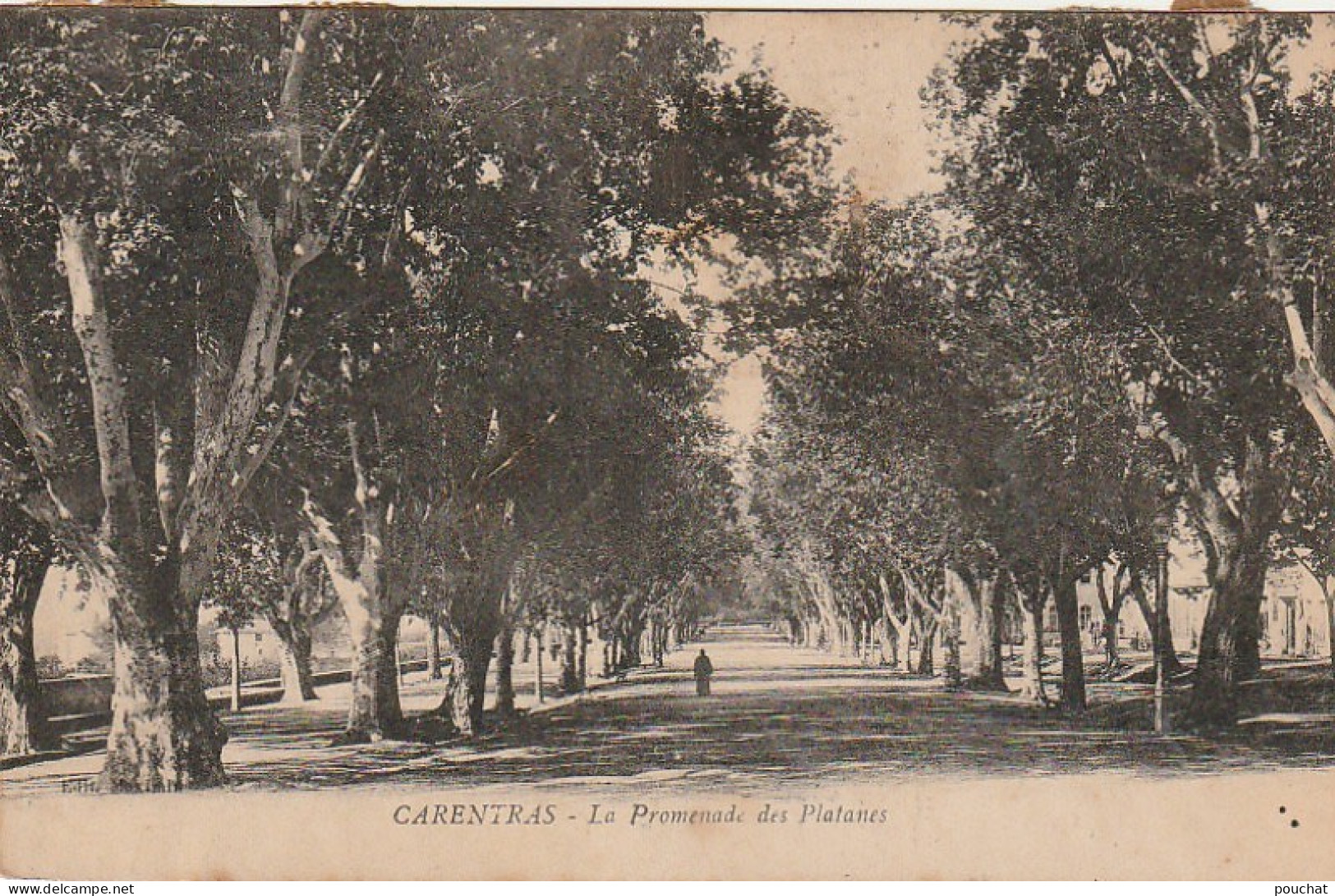 LE 2-(84) CARPENTRAS (COQUILLE DANS LE TITRE) - LA PROMENADE DES PLATANES  - 2 SCANS - Carpentras