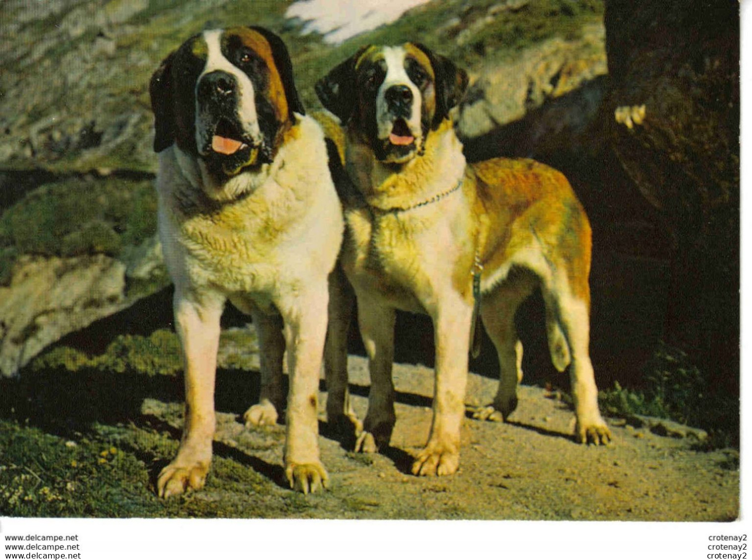 Beaux Chiens De L'Hospice Du Grand St Bernard - Honden