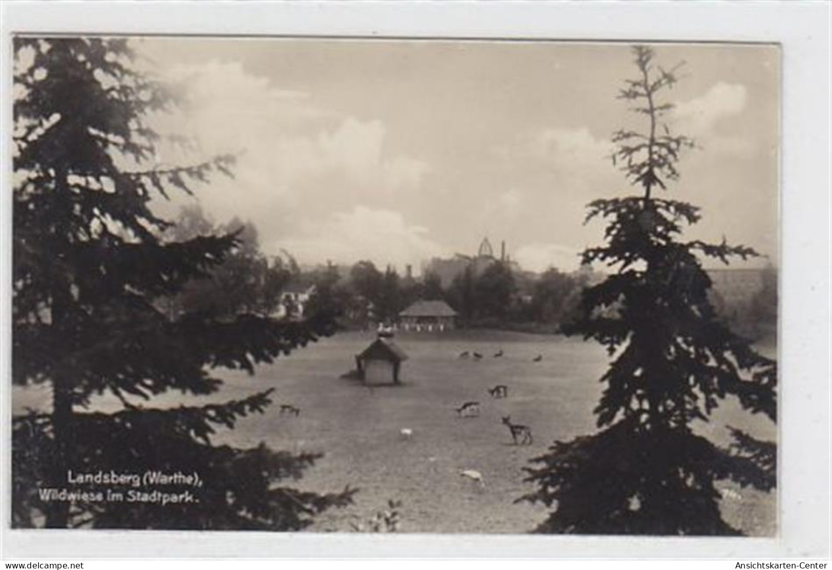 39012606 - Wildwiese Im Stadtpark In Landsberg A. D. W. / Gorzów Wielkopolski Gelaufen 1931. Leichter Stempeldurchdruck - Poland