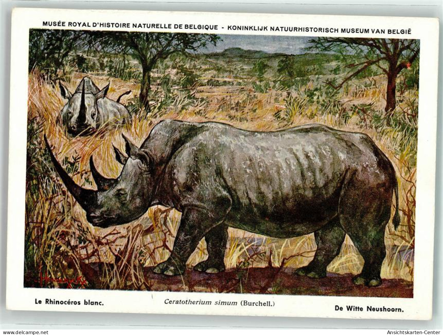 39292906 - Nr. 24  Museum Royal Histoire Naturelle De Belgique - Altri & Non Classificati