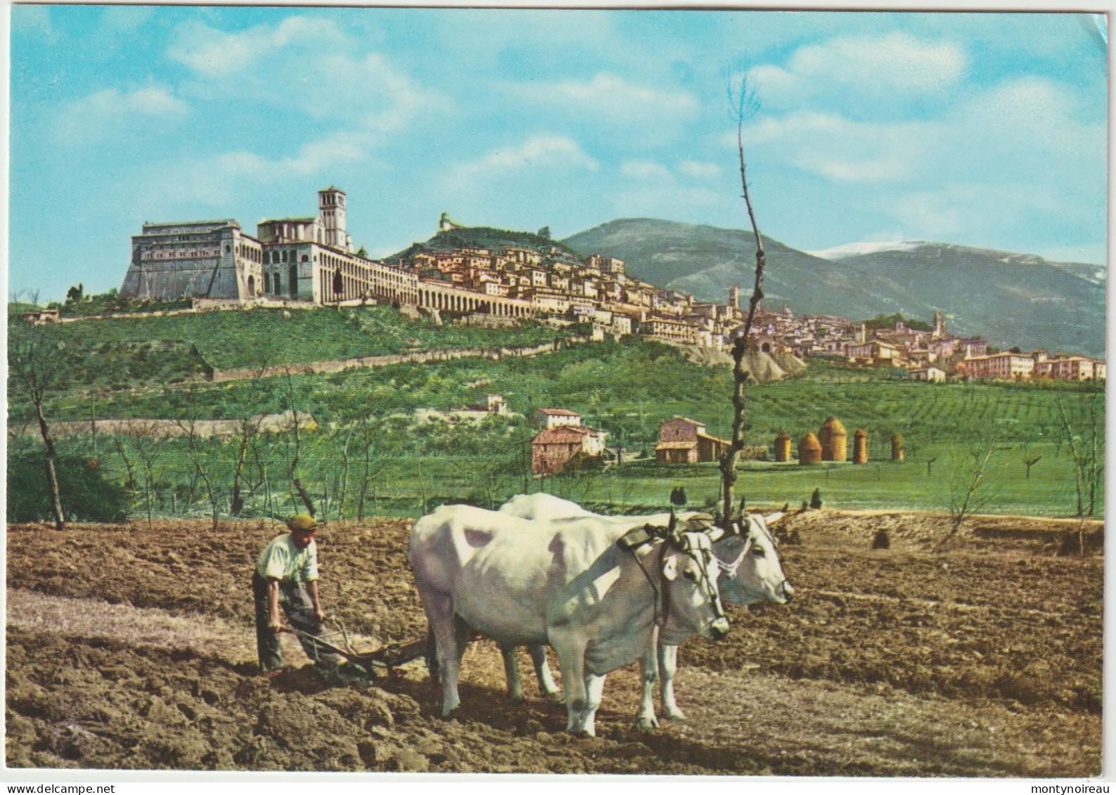 Italie :  ASSISI :  Vues  , Attelage  Boeufs - Other & Unclassified