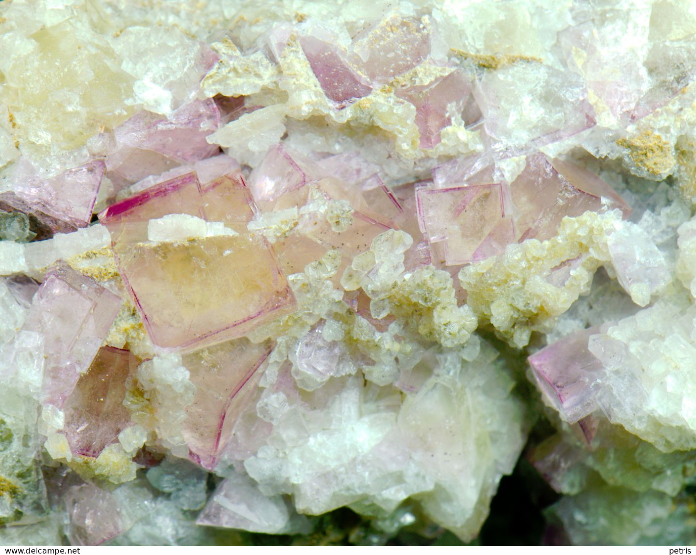 Mineral - Fluorite Rosa Su Barite (Is Murvonis, Domusnovas, Iglesias, Sardegna, Italia) - Lot. 1167 - Minéraux