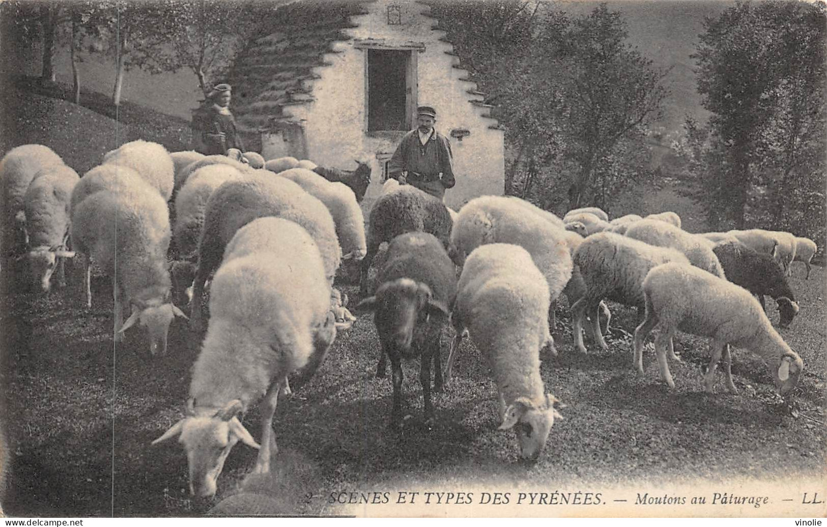 24-5375 : SCENES ET TYPES DES PYRENEES. MOUTONS AU PATURAGE - Autres & Non Classés