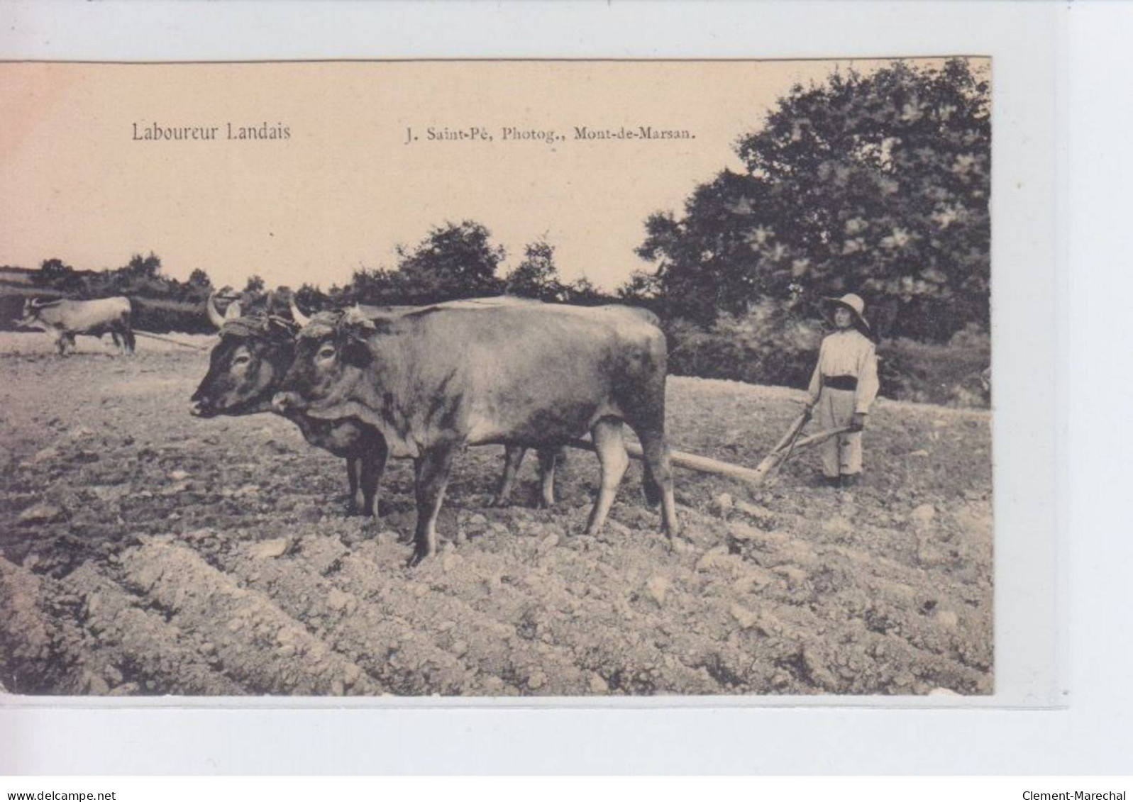 LANDES: Laboureur Landais, Boeufs - Très Bon état - Other & Unclassified