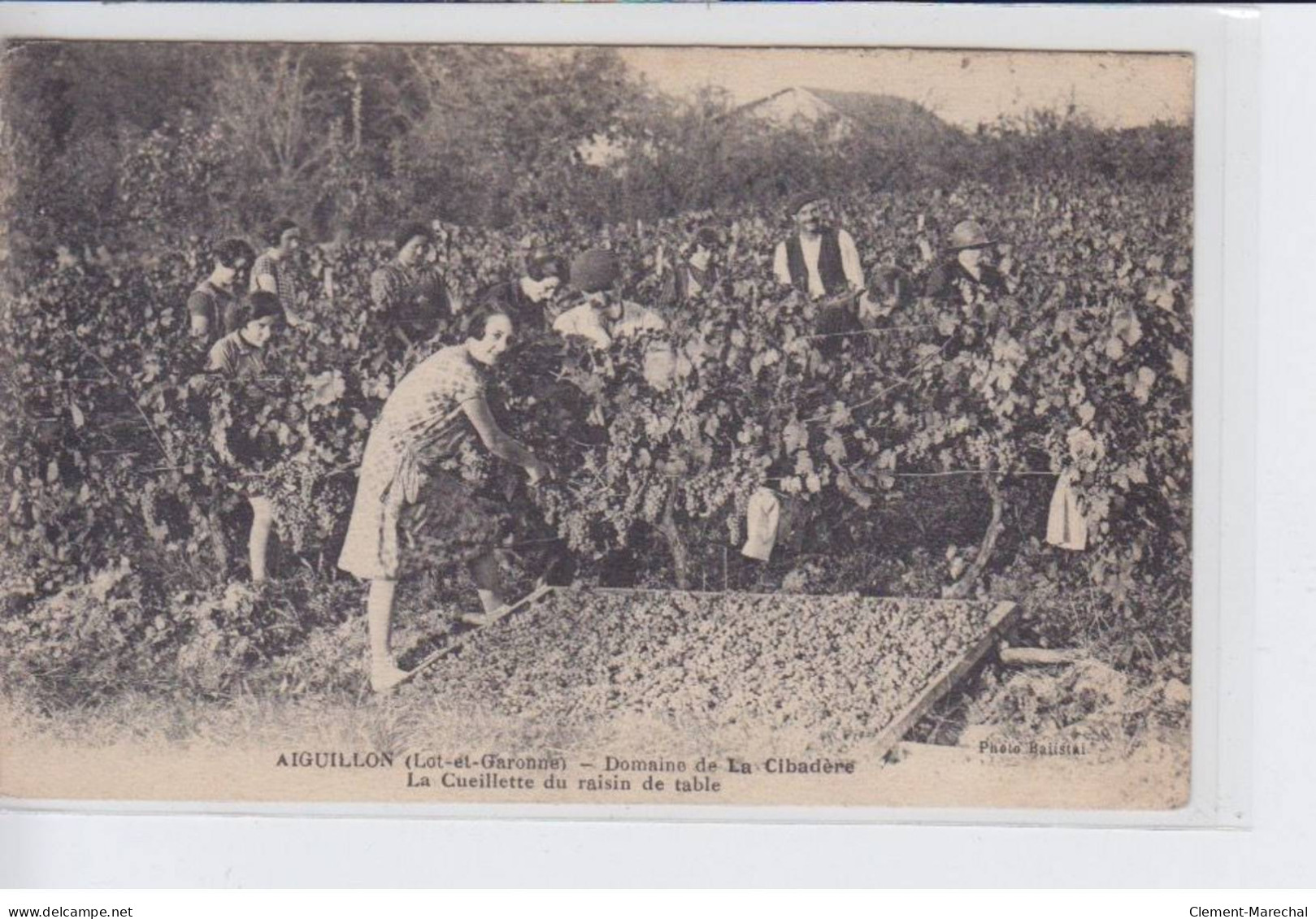 AIGUILLON: Domaine De La Cibadere La Cueillette Du Raisin De Table - Très Bon état - Other & Unclassified