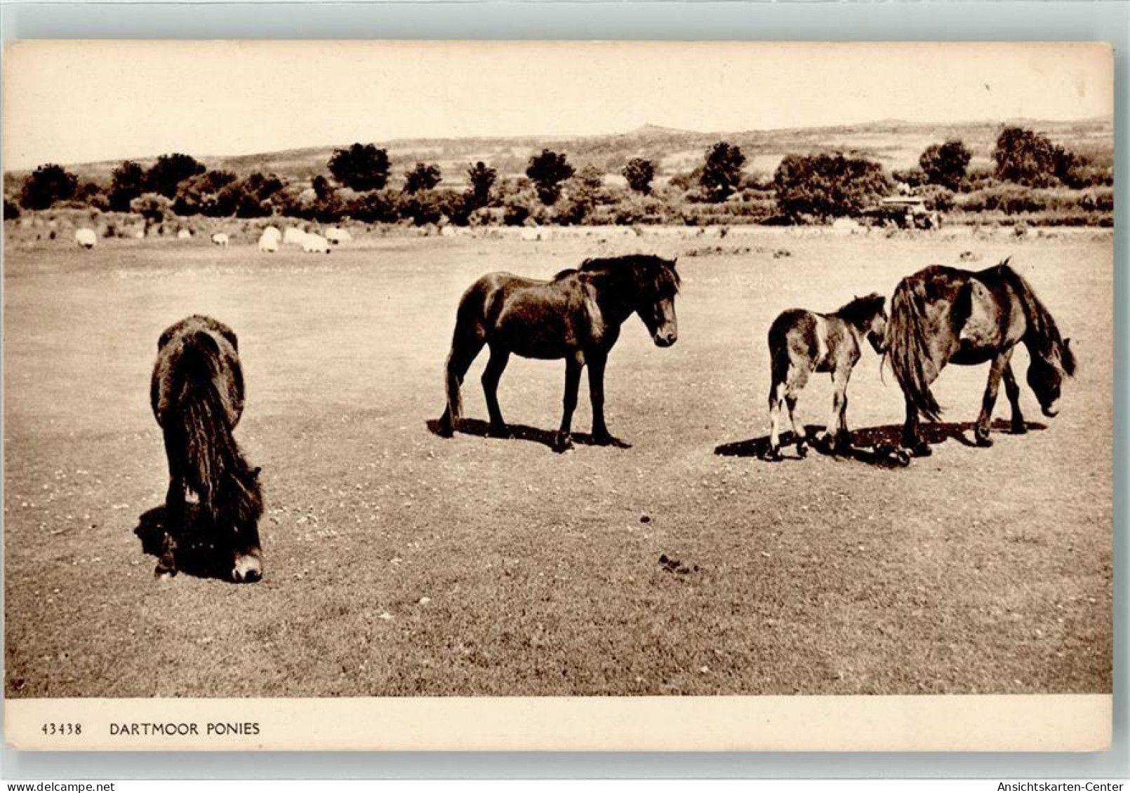 39611106 - Dartmoor-Pony England - Horses