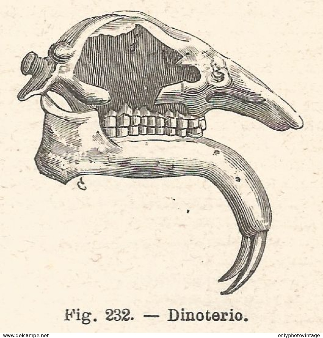 Dinoterio - Incisione Antica Del 1925 - Engraving - Stampe & Incisioni