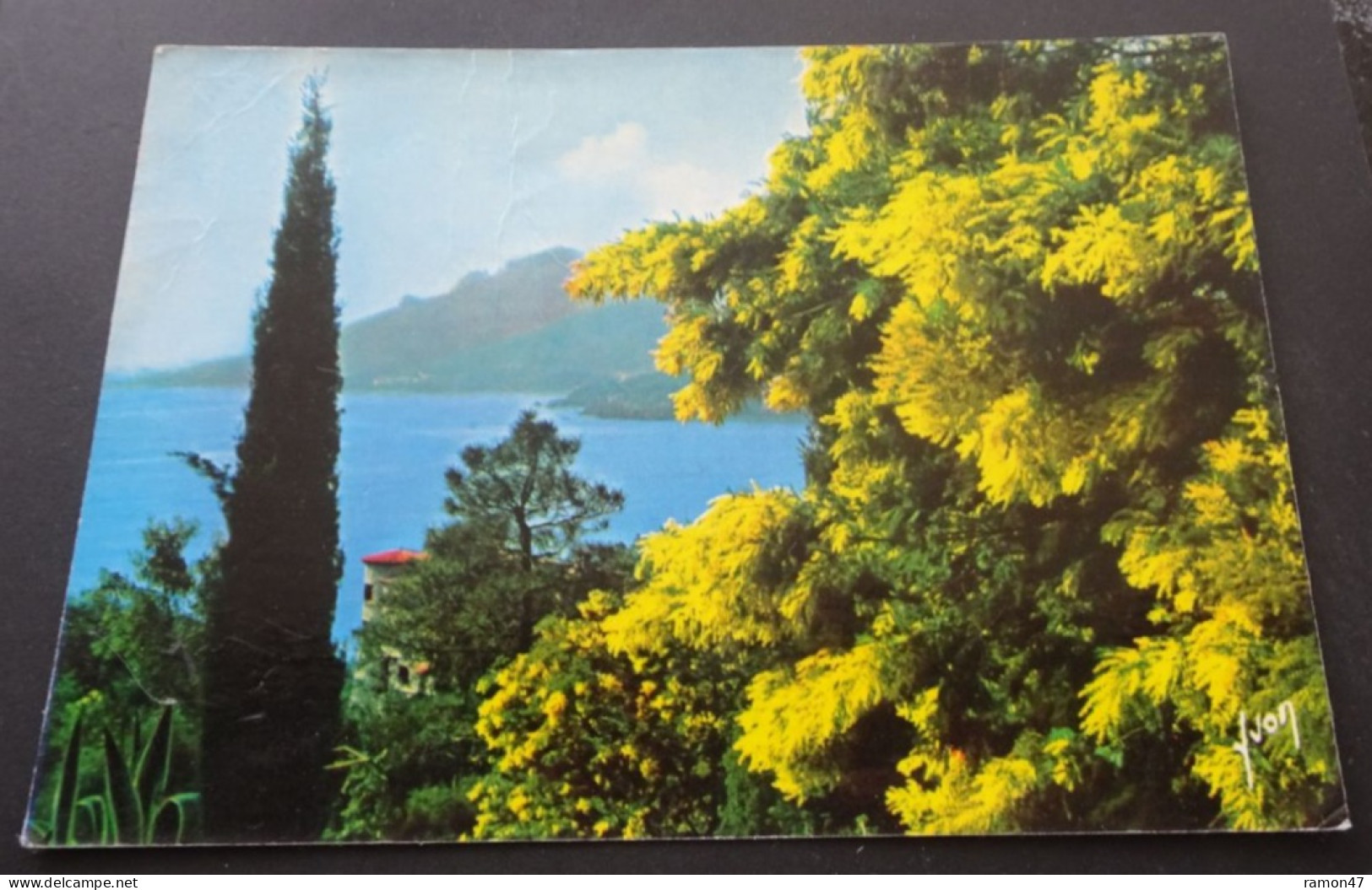 La Côte D'Azur - Printemps Sur La Côte D'Azur, Les Mimosas En Fleur - Editions D'art Yvon, Paris - Altri & Non Classificati