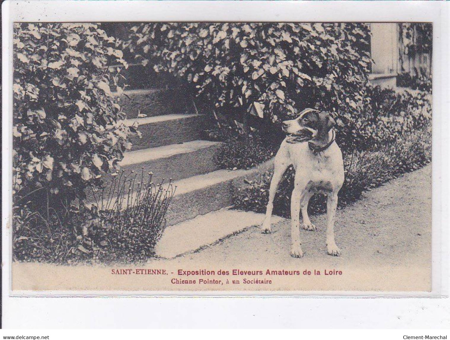 SAINT-ETIENNE: Exposition Des éleveurs Amateurs De La Loire Chienner Pointer à Un Sociétaire - Très Bon état - Saint Etienne