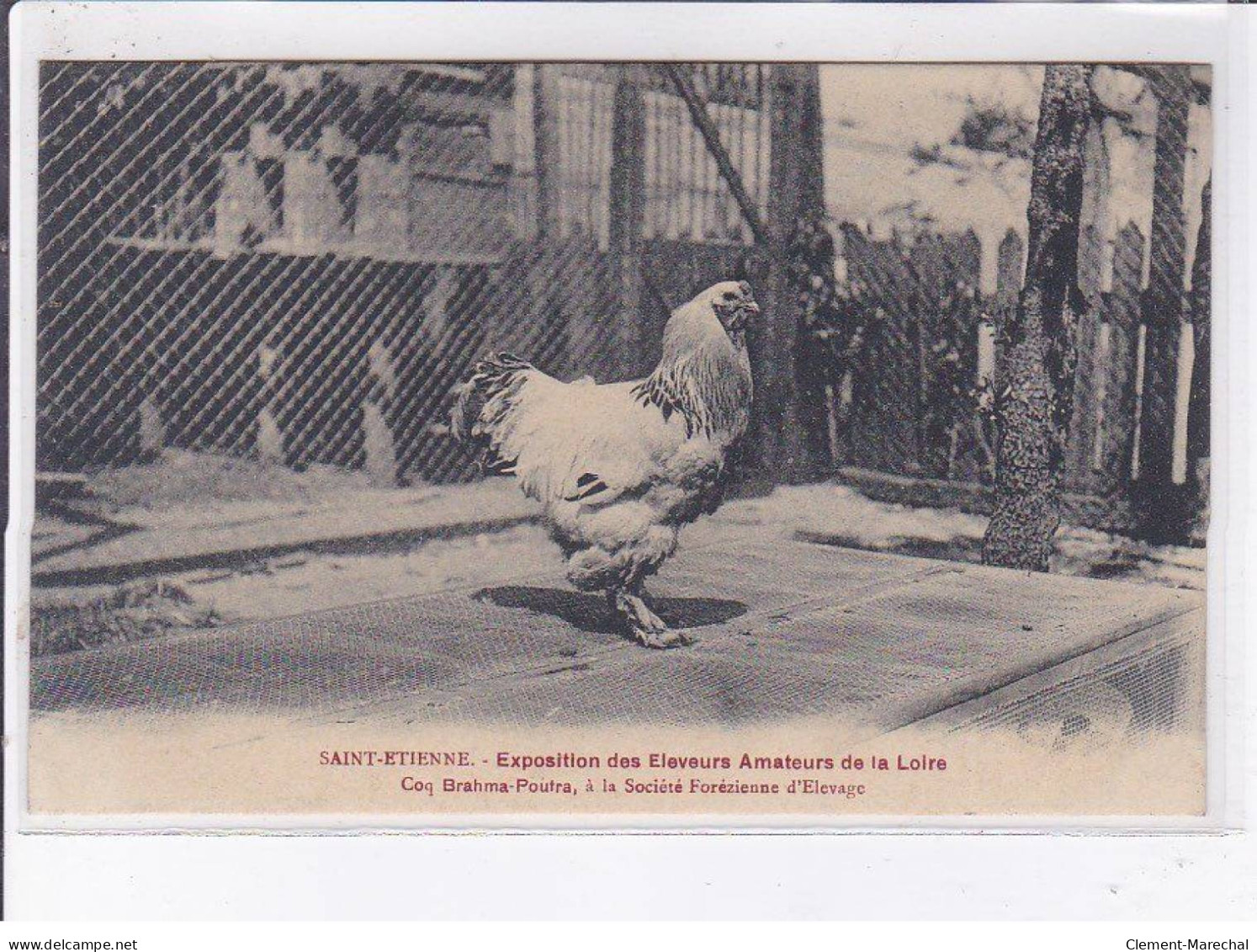 SAINT-ETIENNE: Exposition Des éleveurs Amateurs De La Loire Coq Brahma-poutra - Très Bon état - Saint Etienne