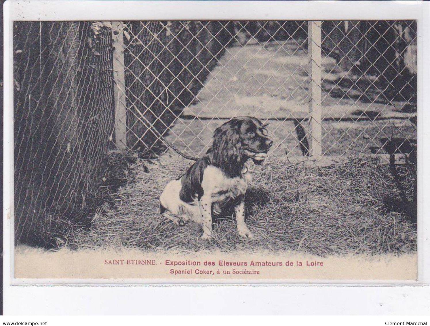 SAINT-ETIENNE: Exposition Des éleveurs Amateurs De La Loire Spaniel Coker à Un Sociétaire - Très Bon état - Saint Etienne