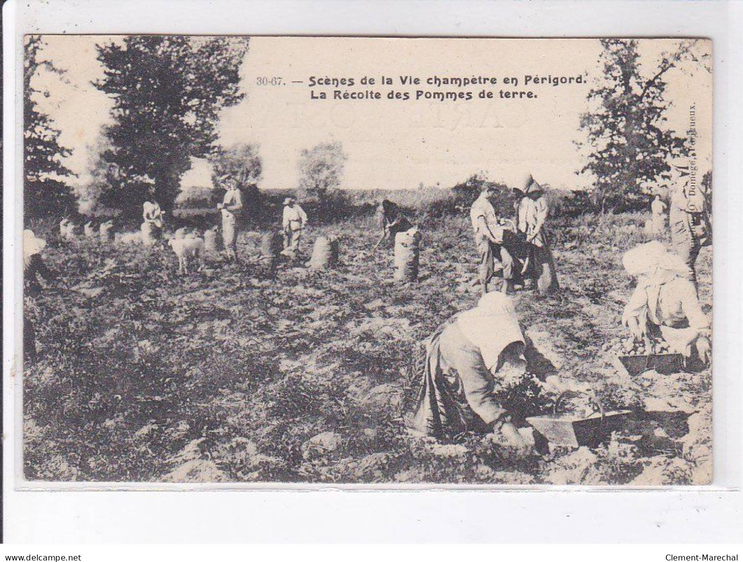 PERIGORD: Scènes De La Vie Champètre La Récolte Des Pommes De Terre - Très Bon état - Other & Unclassified