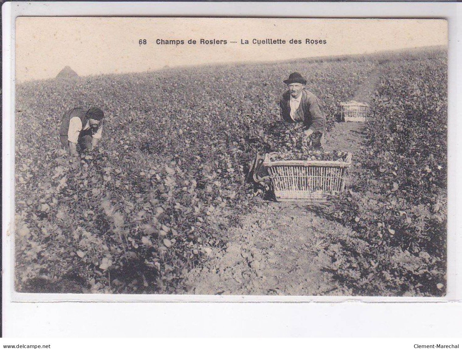 YERRES: Champs De Rosiers, La Cueillette Des Roses - Très Bon état - Yerres